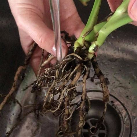 Treat root rot. Things To Know About Treat root rot. 